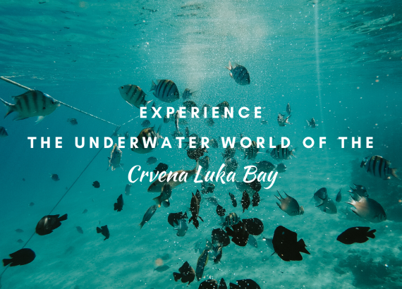 Experience the underwater world of the Crvena Luka Bay